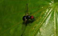 Seioptera vibrans