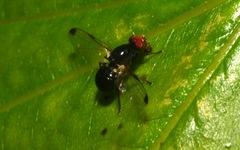 Seioptera vibrans