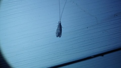 Trichoptera
