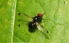 Seioptera vibrans