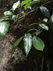 Caldcluvia paniculata