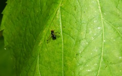 Seioptera vibrans