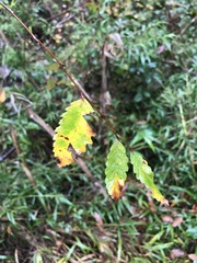 Nothofagus obliqua