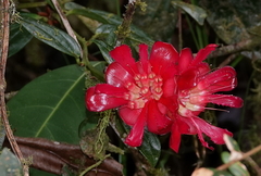 Cavendishia adenophora