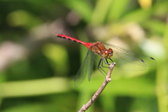 Sympetrum