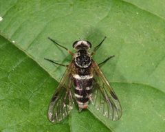 Chrysopilus fasciatus