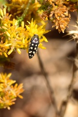 Acmaeodera bacchariphaga