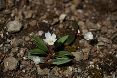 Claytonia multiscapa pacifica