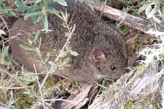 Antechinus mimetes