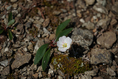 Claytonia multiscapa pacifica