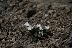 Claytonia multiscapa pacifica