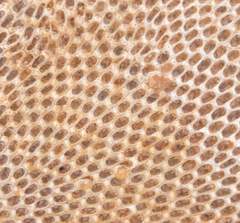 Einhornia crustulenta