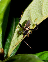 Leptoglossus lineosus