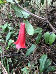 Lapageria rosea