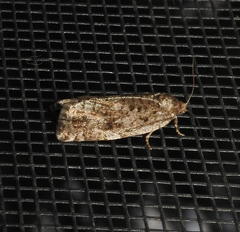 Choristoneura conflictana