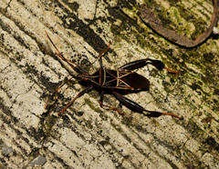 Leptoglossus lineosus