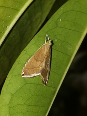 Trischistognatha pyrenealis