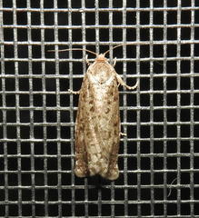 Choristoneura conflictana