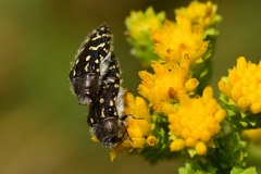 Acmaeodera bacchariphaga