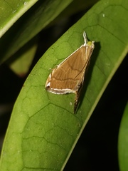 Trischistognatha pyrenealis