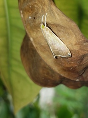Trischistognatha pyrenealis