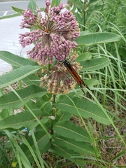 Asclepias syriaca