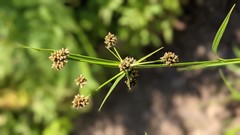 Scirpus atrovirens