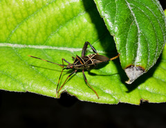Leptoglossus lineosus