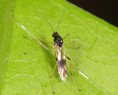 Clinohelea bimaculata