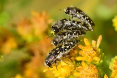 Acmaeodera bacchariphaga