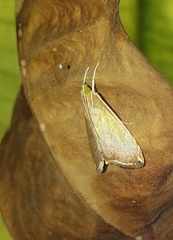 Trischistognatha pyrenealis