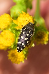 Acmaeodera bacchariphaga