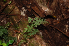 Asplenium dareoides
