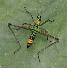 Paramastax rosenbergi