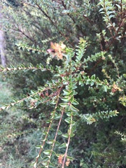 Metrosideros stipularis