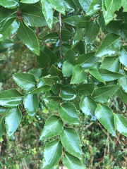 Nothofagus nitida