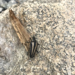 Stenocorus flavolineatus