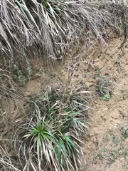 Eryngium paniculatum