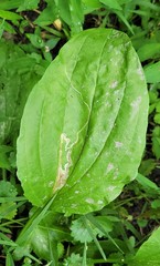 Phytomyza plantaginis