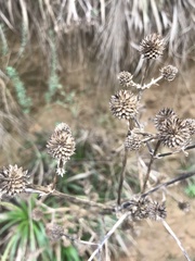 Eryngium paniculatum