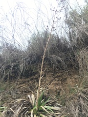 Eryngium paniculatum