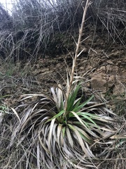 Eryngium paniculatum
