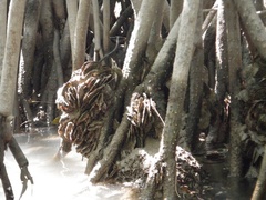 Crassostrea rhizophorae