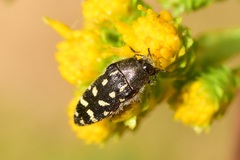 Acmaeodera bacchariphaga
