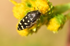 Acmaeodera bacchariphaga