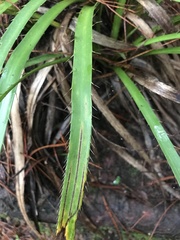 Eryngium paniculatum