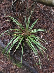 Eryngium paniculatum