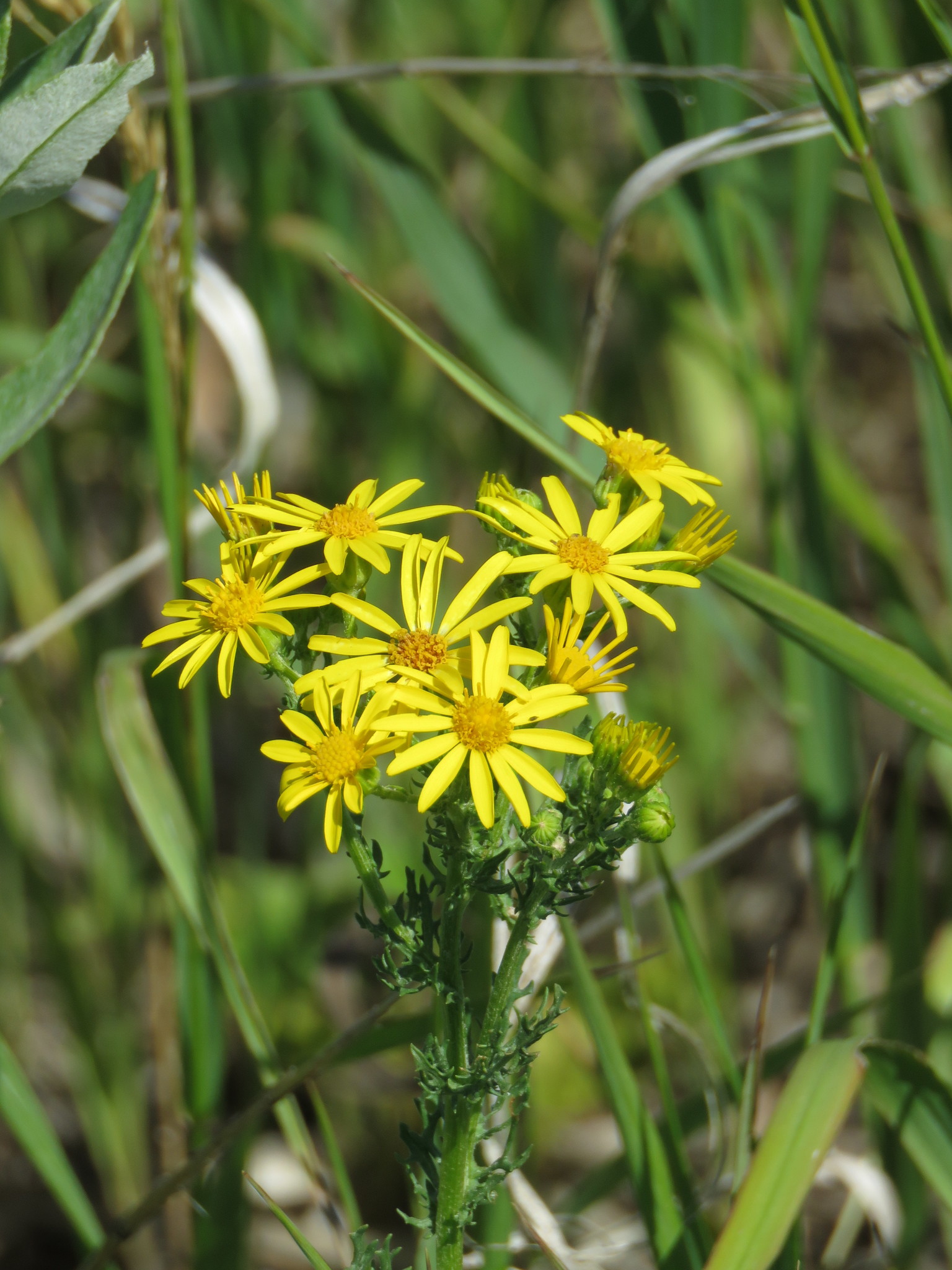 Jacobaea erucifolia