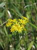 Hoary Ragwort - Photo (c) Оксана Пилипейко, some rights reserved (CC BY-NC), uploaded by Оксана Пилипейко