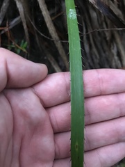 Eryngium paniculatum